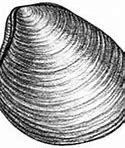 Image result for Ocean Quahog Clam