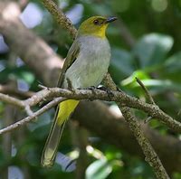 Image result for Yellow-throated Bulbul