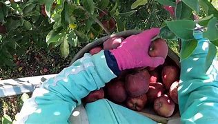 Image result for Red Delicious Apple 4016