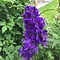 Image result for Delphinium Black Knight (Pacific-Giant-Group)