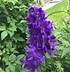 Image result for Delphinium pacific Black Knight