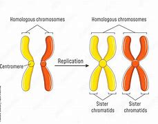 Image result for chromosomes vs chromatids