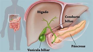 Image result for Cual ES La Funcion Del Higado