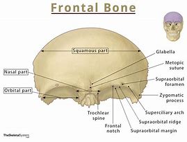 Image result for Frontal Bone