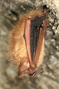 Image result for Eastern Pipistrelle Bat