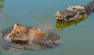Image result for Lion vs Crocodile