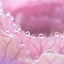 Image result for Pink Flower Phone Wallpaper