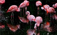 Image result for Flamingo Phone Wallpaper