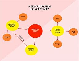 Image result for Nervous System Concept Map
