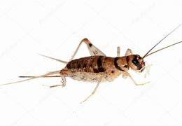 Image result for Cricket Animal