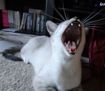 Image result for Cat with Big Mouth Meme