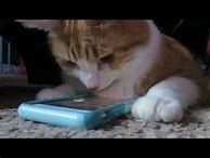 Image result for iPhone Cat