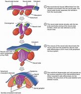 Image result for Dorsal vs Ventral On Neural Tube