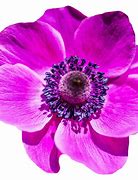 Image result for Different Flowers Without Background