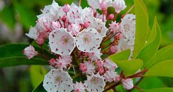 Image result for Most Beautiful Poisonous Plants