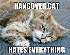 Image result for Hangover Cat Meme