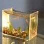 Image result for World's Smallest Fish Tank