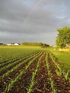 Image result for Rainbow Colored Corn Pebbles