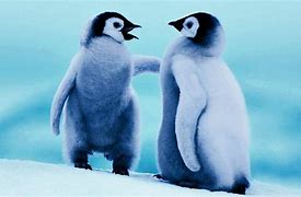 Image result for Super Cute Baby Penguins