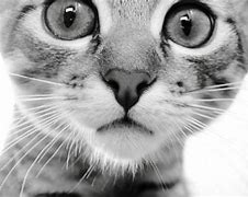 Image result for Black and White Cat Background