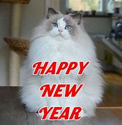 Image result for Happy New Yeat Cat