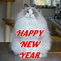 Image result for Happy Mew Years Cat