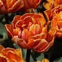 Image result for Tulipa Orange Princess