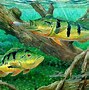 Image result for Red Bass Fishing Wallpaper