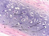 Image result for cartilaginozo