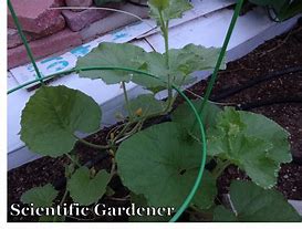 Image result for Plants That Grow On Vines