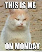 Image result for Monday Meme Angry Cat