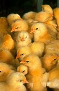 Image result for Chick Mainspring