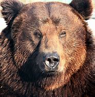 Image result for Bear Face BH Pictures
