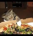 Image result for Sami Pizza Cats Meme