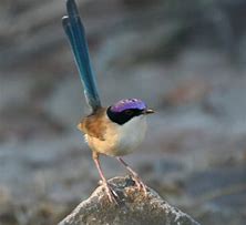 Image result for Purple Crown Fairy Wren