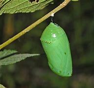 Image result for Caterpillar in Cocoon