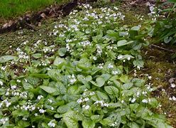 Image result for Brunnera macrophylla Mr. Morse (r)