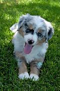 Image result for Baby Mini Aussie
