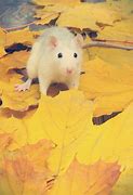Image result for 4th of July Pet Rat