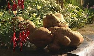 Image result for World Record Potato