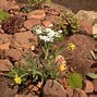 Image result for Pictures of Small Rock Gardens for Massachusetts