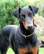 Image result for doberman