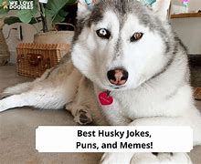 Image result for Shocked Husky Meme