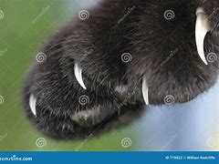 Image result for Black Cat Claws