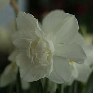 تصویر کا نتیجہ برائے Narcissus Snowball