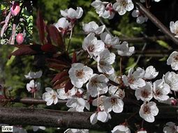 Image result for Prunus Trailblazer