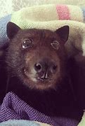 Image result for Australium Bat