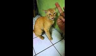Image result for Cat Pointing Middle Finger