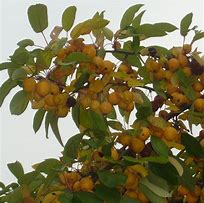 Image result for Yellow Crab Apple