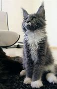 Image result for maine coon cat